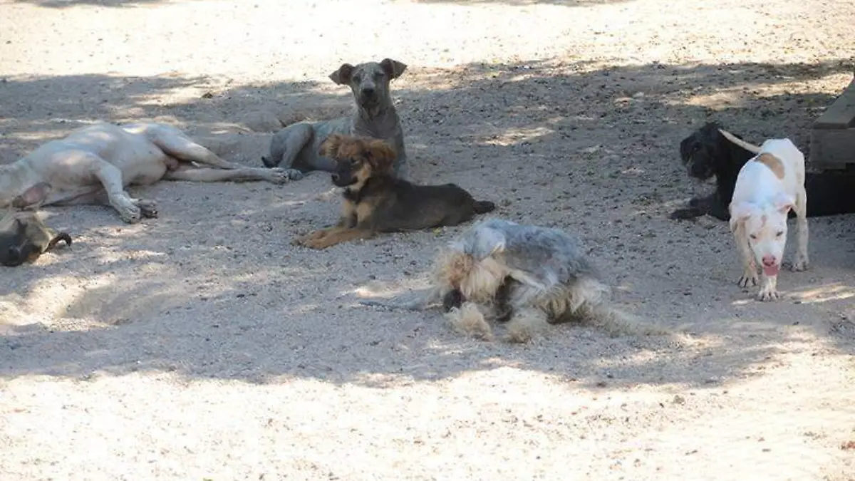 Consideran vetar Ley de Animales, recién aprobada